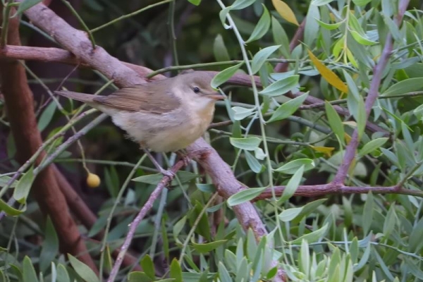Blyth's Reed Warbler  Second Gibraltar record. M. Figueras